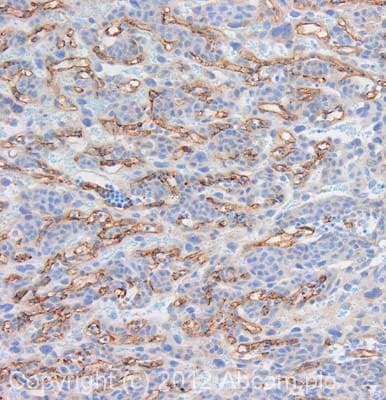 Anti-CD31 antibody(AB124432)