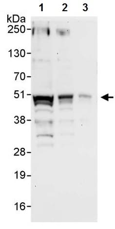 Anti-Cyclin E1 antibody(ab224819)