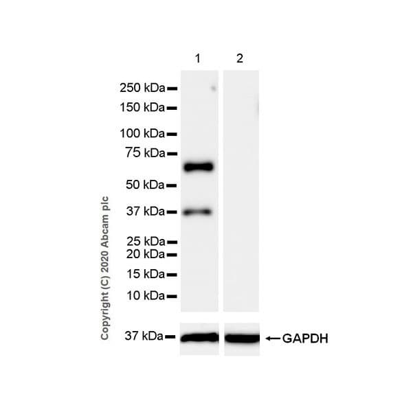Anti-SYT2 + SYT1 antibody [EPR23920-2](AB259977)