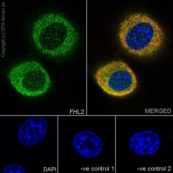 Fhl2 Antibody Epr17860 20 Ab202584  Immunocytochemistry Immunofluorescence Img58723