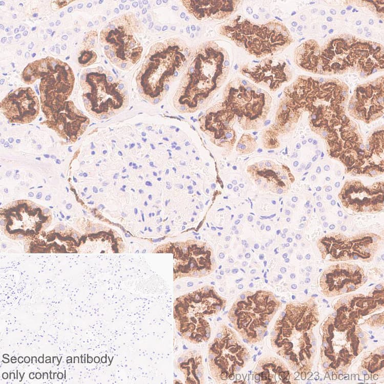 Anti-Lrp2 / Megalin antibody [EPR26093-84](AB309086)