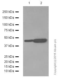 Anti-Angiotensin II Type 1 Receptor antibody [EPR3873](AB124734)