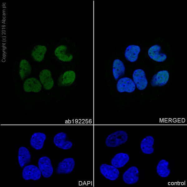 Anti-RUNX2 antibody [EPR14334](AB192256)