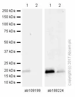 Anti-p21 antibody [EPR3993](AB109199)