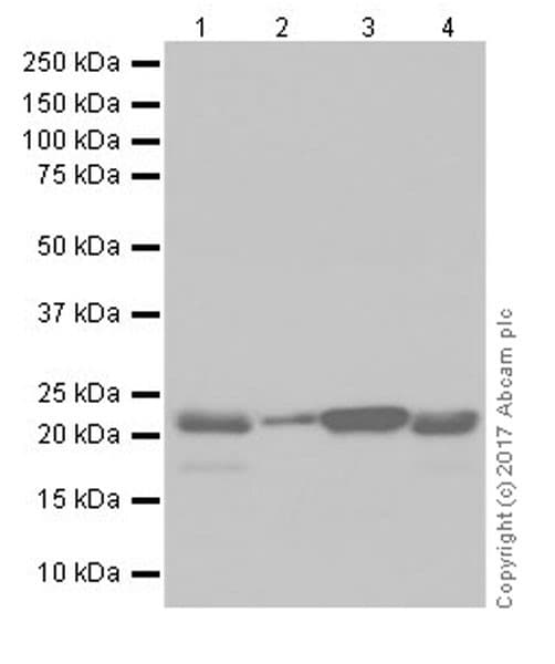Park7 Dj1 Antibody Epr19466 105 Ab201147  Western Blot Img11778