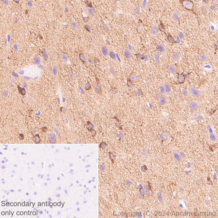 Anti-Nogo A + Nogo D antibody [EPR26286-15] - BSA and Azide free(AB318265)