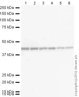 Anti-beta Actin antibody(AB8227)