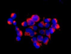 Anti-TOMM22/TOM22 antibody [EPR13505] - BSA and Azide free(AB250125)