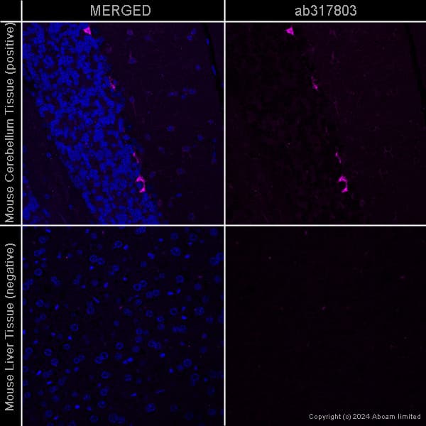 Anti-PSD95 antibody [EPR23124-118] – Goat IgG (Chimeric) – BSA and Azide Free(AB317803)