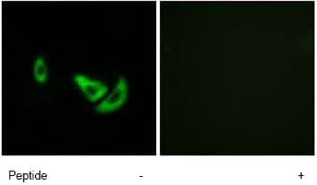 Trp2 Dct Antibody Ab74073  Immunocytochemistry Immunofluorescence Img70994