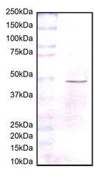 Anti-HADHB antibody [5C3AB7](AB110301)