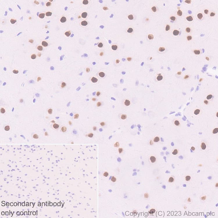 Anti-MATH2/NEUROD6 antibody [EPR28660-23](AB315812)