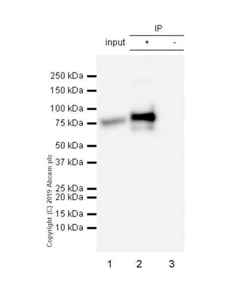 VeriBlot for IP Detection Reagent (HRP)(AB131366)