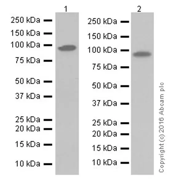 Anti-Fibroblast activation protein, alpha antibody [EPR20021](AB207178)