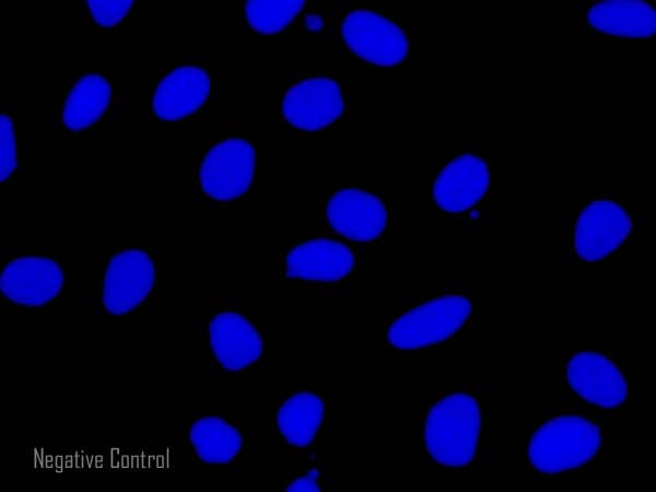 Donkey F(ab')2 Anti-Rat IgG H&L (Alexa Fluor® 488) preadsorbed(AB150149)