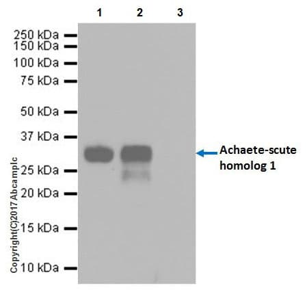 Anti-MASH1/Achaete-scute homolog 1 antibody [EPR19840](AB211327)