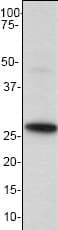 Ppp1r1a Antibody Ep902y Bsa And Azide Free Ab247299  Western Blot Img73204
