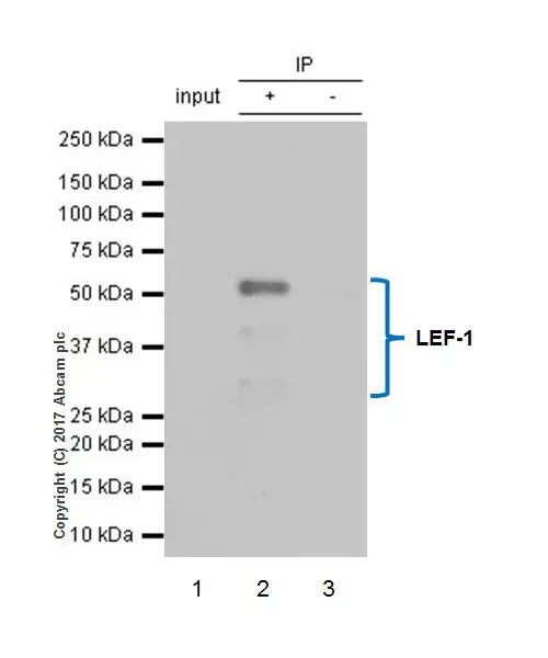 Anti-LEF1 antibody [EPR2029Y](AB137872)