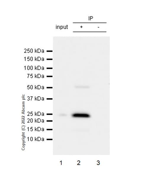 Anti-TNF alpha antibody [RM1005](AB307164)