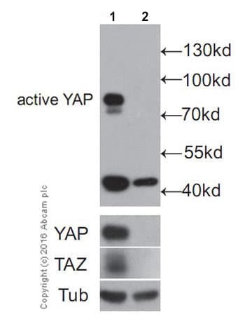 Anti-active YAP1 antibody [EPR19812](AB205270)