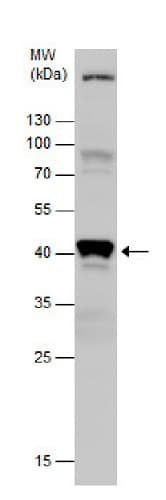 Anti-PDX1 antibody(AB227586)