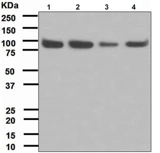 Anti-Cip4 antibody [EPR1966(2)](AB108277)