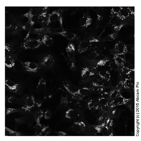 Cholesterol Assay Kit (Cell-Based)(AB133116)