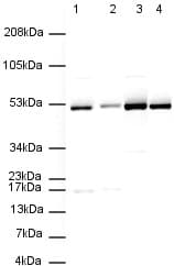 Anti-Tubulin antibody [YL1/2] - Loading Control(AB6160)