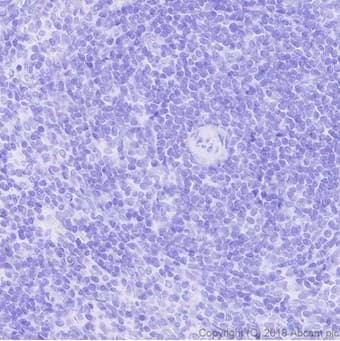 Anti-DDDDK tag (Binds to FLAG® tag sequence) antibody [EPR20018-251] - BSA and Azide free(AB236777)