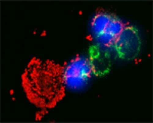 Anti-LC3C antibody(ab244212)