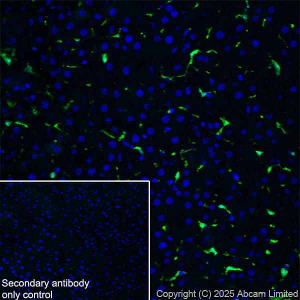 Anti-Iba1 antibody [EPR16589](AB178847)