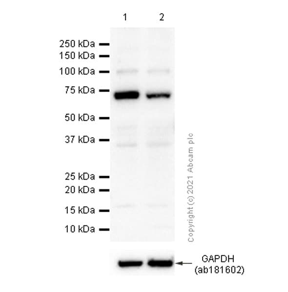 Anti-ITK/EMT antibody [Y401](AB32039)