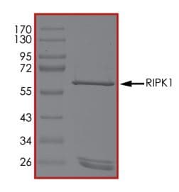 Ab268942  Sds Page Img147242