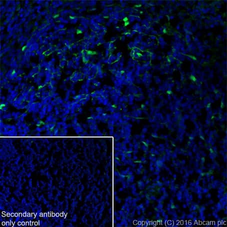 S100 Alpha Antibody Epr19013 Ab183979  Immunohistochemistry Frozen Sections Img129779