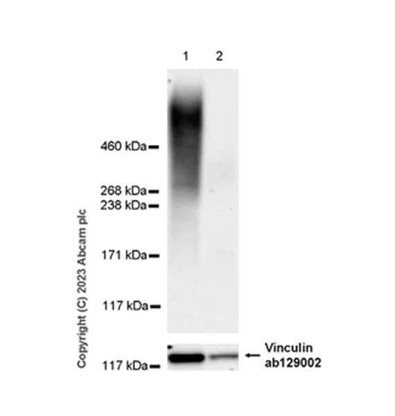 Anti-Heparan Sulfate Proteoglycan 2/Perlecan antibody [EPR28345-62] - BSA and Azide free(AB315241)
