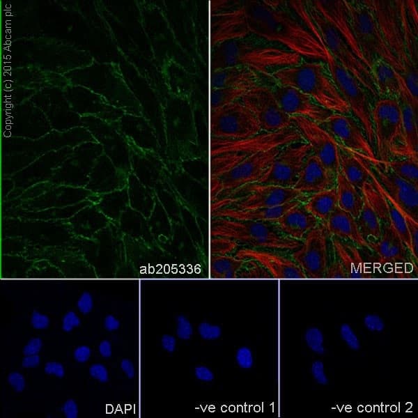 Anti-VE Cadherin antibody [EPR18229] - BSA and Azide free(AB232515)