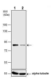 Anti-Mre11 antibody - C-terminal(AB227452)