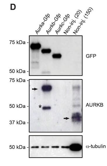 Anti-Aurora B antibody(AB2254)
