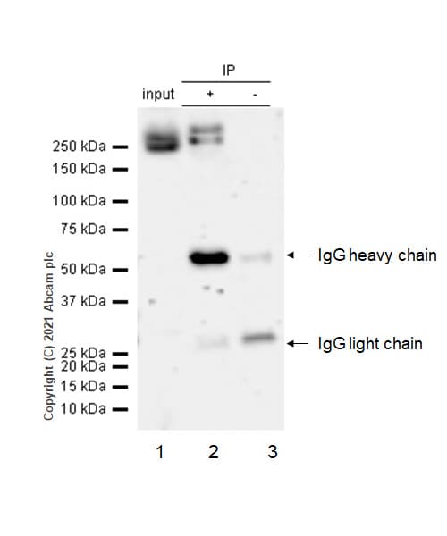 Anti-LRRK2 antibody [MJFF2 (c41-2)](AB133474)