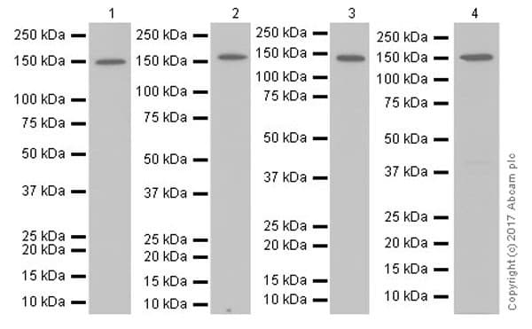 Anti-Collagen III antibody [EPR17673](AB184993)