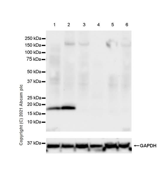 Bfl 1 Grs Antibody Epr24587 176 Bsa And Azide Free Ab287162  Western Blot Img170809