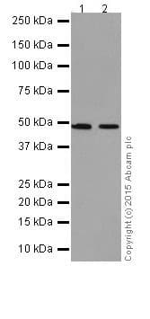 Anti-TNIP2 antibody [EPR17434](AB205925)