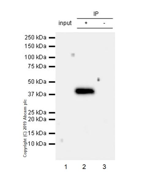 Anti-FCGRT/FCRN antibody [EPR22627-25] - BSA and Azide free(AB256121)