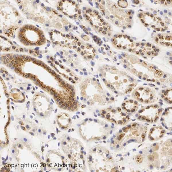 Anti-Giantin antibody - Golgi Marker(AB80864)