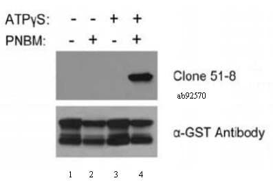 Anti-Thiophosphate ester antibody [51-8] - BSA and Azide free(AB239919)