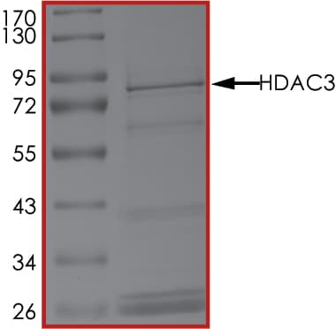 Ab101663  Sds Page Img36667