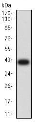 Anti-CD66b antibody [2F12E8](AB233811)