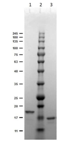 Anti-Digoxigenin antibody [DIG44](AB288749)