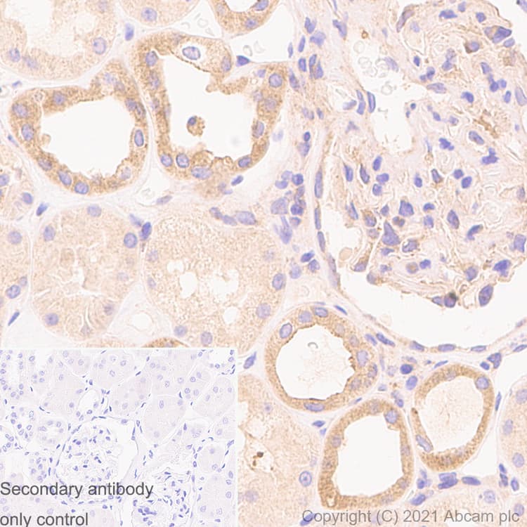 Anti-Rab5 antibody [1/Rab5](AB288769)