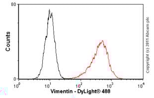 Anti-Vimentin antibody [RV202] - Cytoskeleton Marker(ab8978)